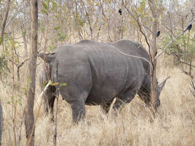 18 días en Sudáfrica - Blogs de Sudáfrica - Safari en el Kruger (13)